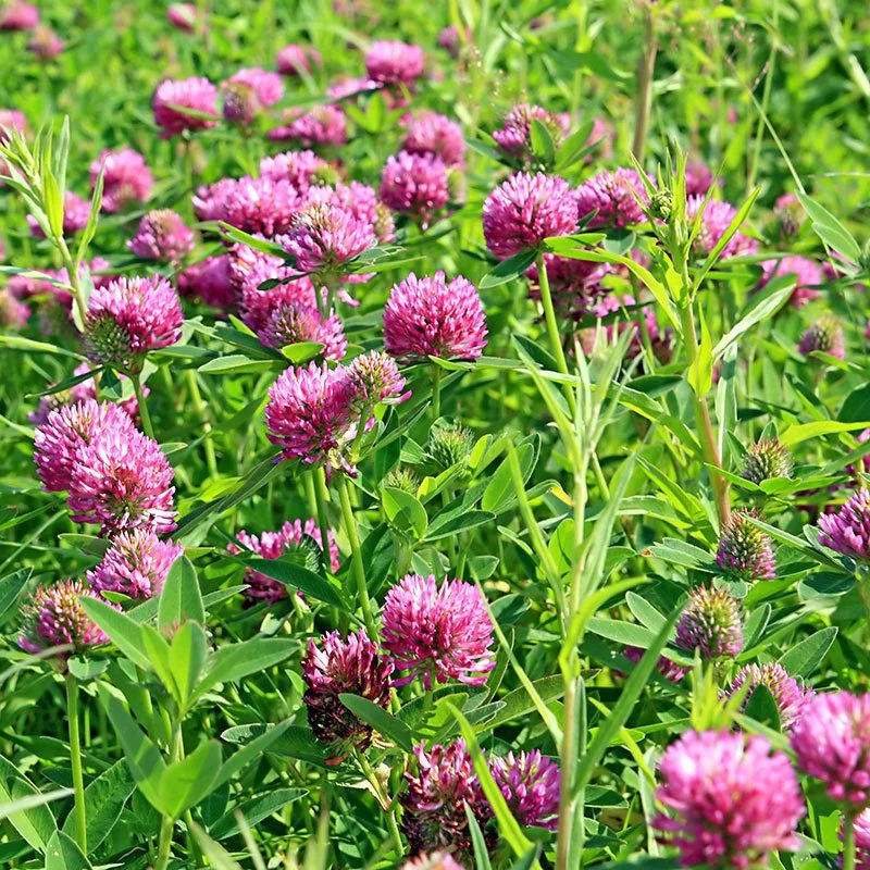 Northwoods Medium Red Clover 4lb — Harper Growing Solutions